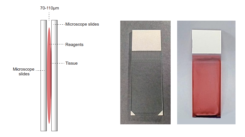 Capillary Gap Plus Microscope Slides